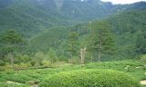 Čajové plantáže pro pěstování Yu Lu